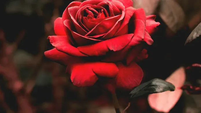 A red rose before a dark background
