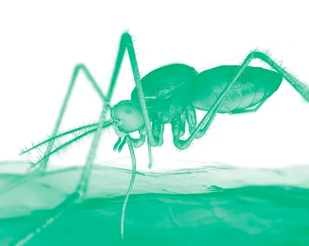 Mosquito on skin with a green colour wash