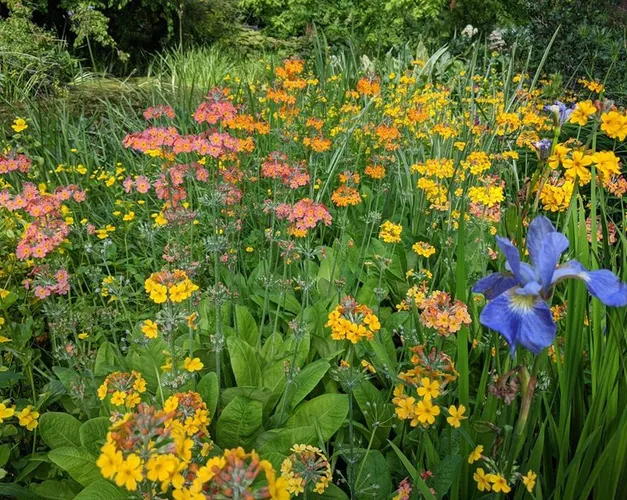 flowers from the botanic gardens
