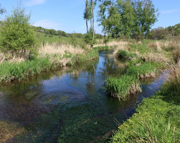 Grass surrounding river