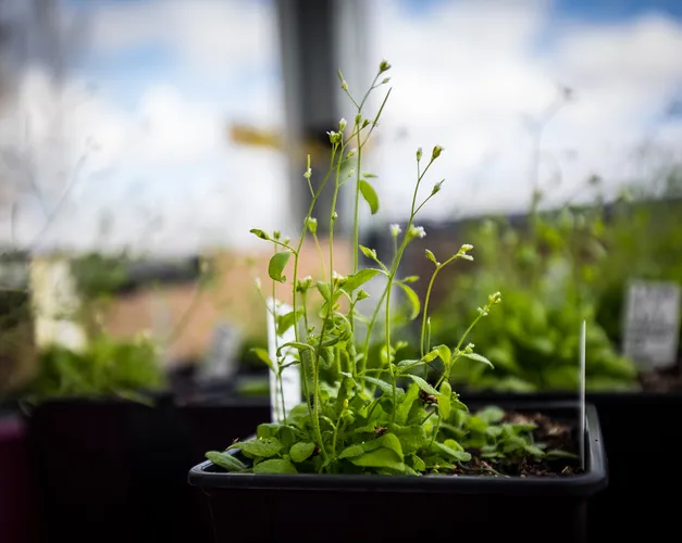 close-up photograph of a small plant