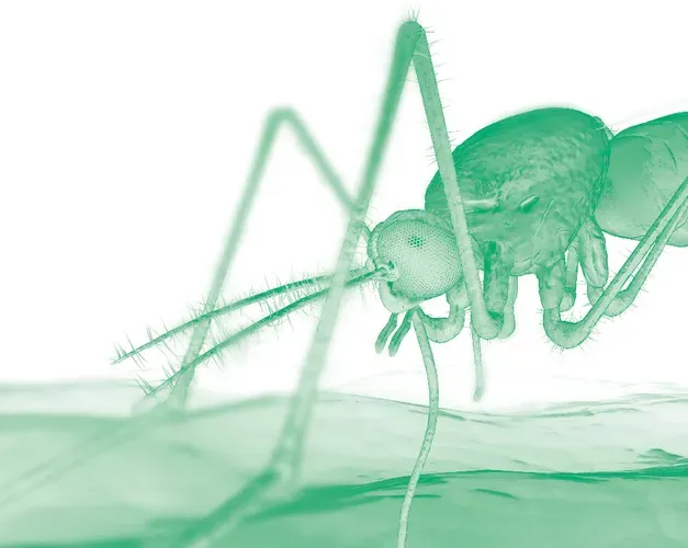 A green mosquito