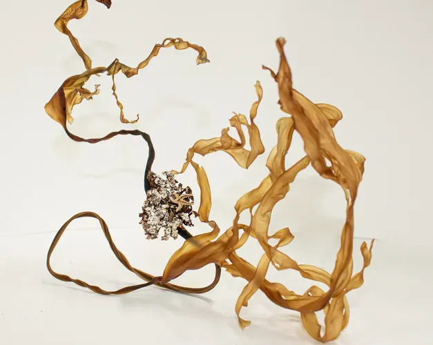 twisted, dried yellow painted seaweed