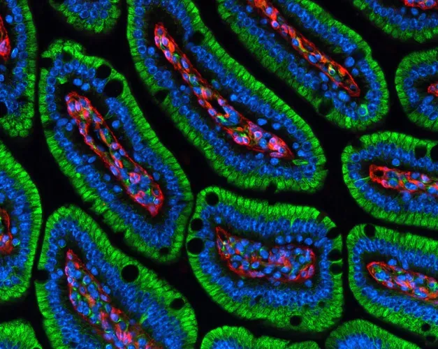 magnified image of oval shaped cells