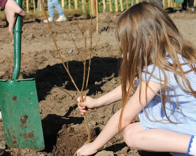 young school-aged girl knelt down on muddy land, planting a thin branch 