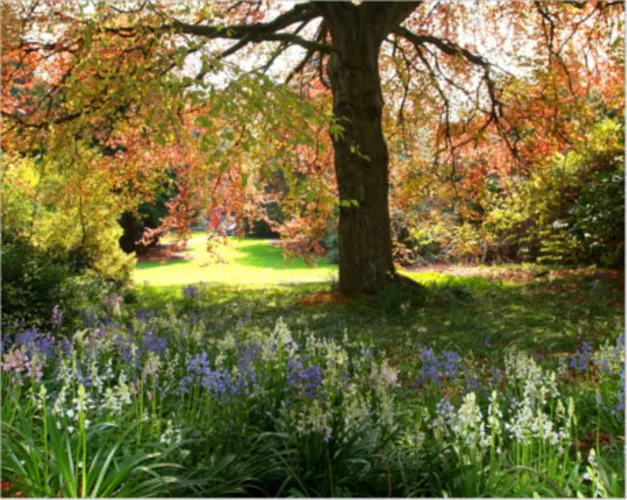 A tree surrounded by flowers