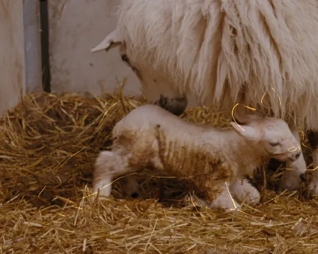 Lamb nestles into its mother. A faint golden line is drawn over the little lamb in the outline of a bear.