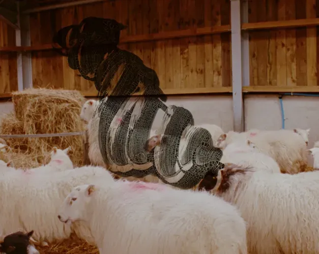 16mm film still. lambs in a barn with rhythmic drawing hovering over them in black ink blistering on the film itself.