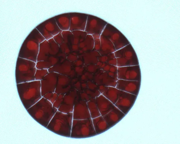 An image of a spot of blood drying (magnified) 