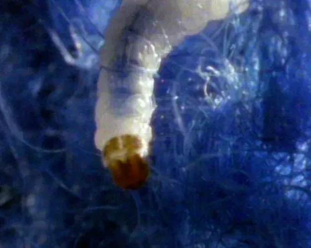 Close up of a silk worm on fluffy blue fabric