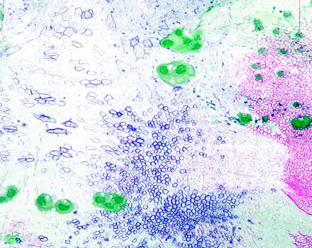 Microscopic view of cells