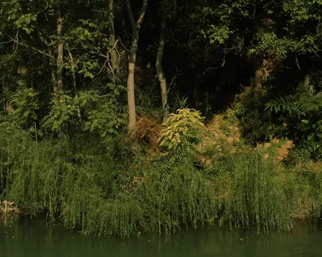 Film still. a river bank with lush green folilage hanging over the water's edge