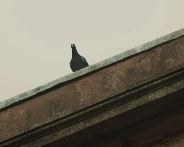 A pigeon on a roof