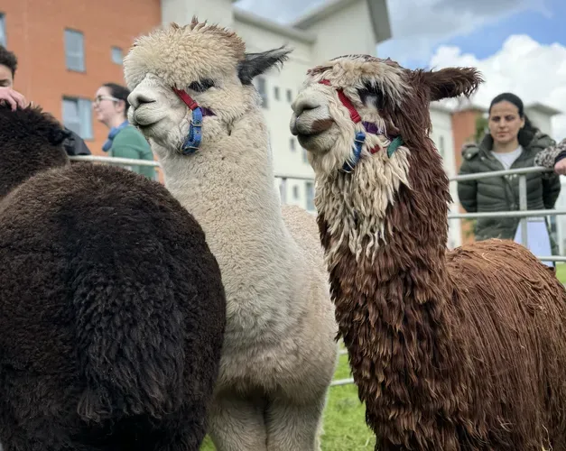 a brown and white alpacas