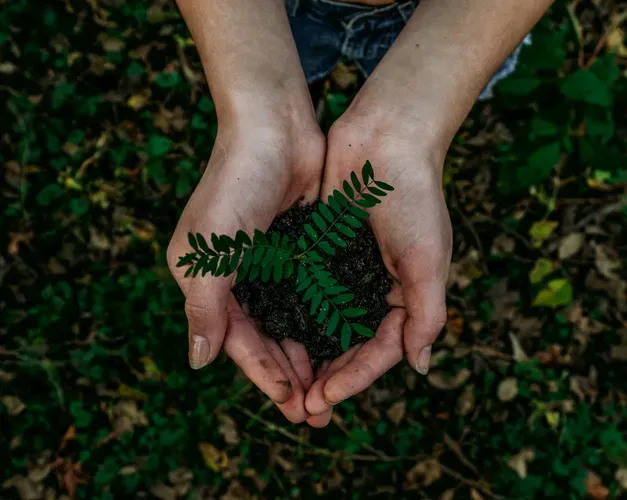 An overhead image of a hand protecting a sapling