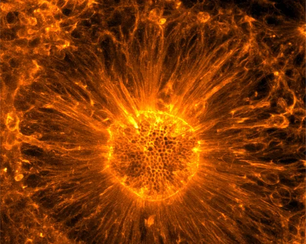 Bright orange fluorescent microscopy image of a human cortical rosette, showing a circular structure with densely packed cells at the center and radiating actin filaments extending outward like sun rays. The image appears on the cover of the journal Development, Volume 152 (21), November 2025, with The Company of Biologists logo in the lower-left corner.