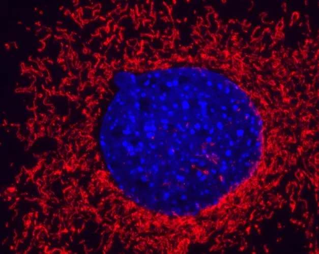 Microscope image. In the centre a blue circle surrounded by red wiggly lines on a black background