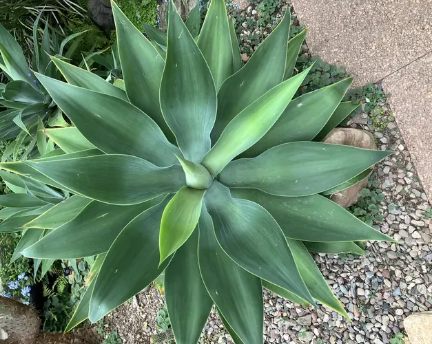 A large aloe vera plant
