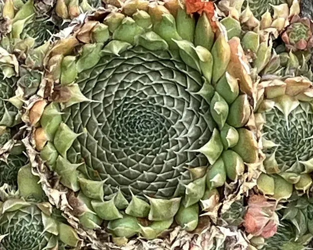 a succulent plant