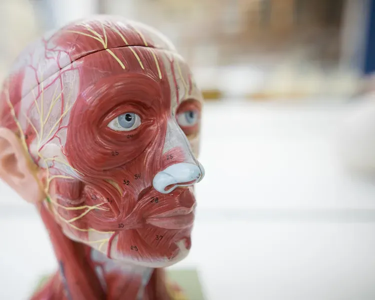 a model of a human head