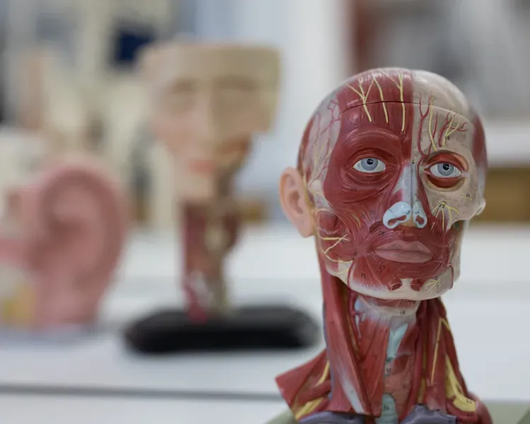 a model of a human head showing muscle structure 