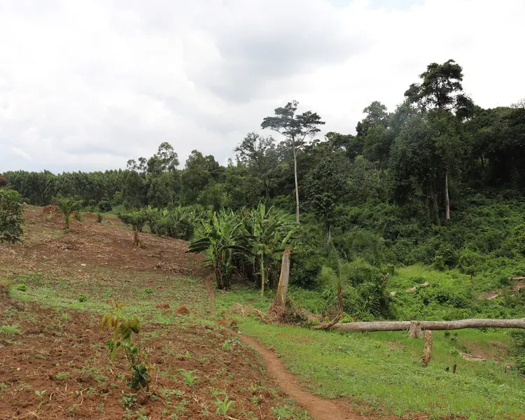 trees and green grass with cloudy skies