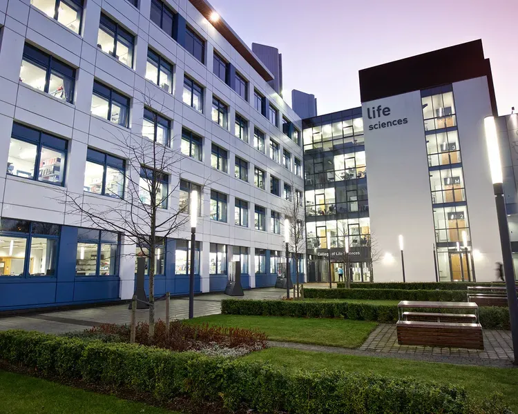 a tree and squares of grass with benches and the building behind it