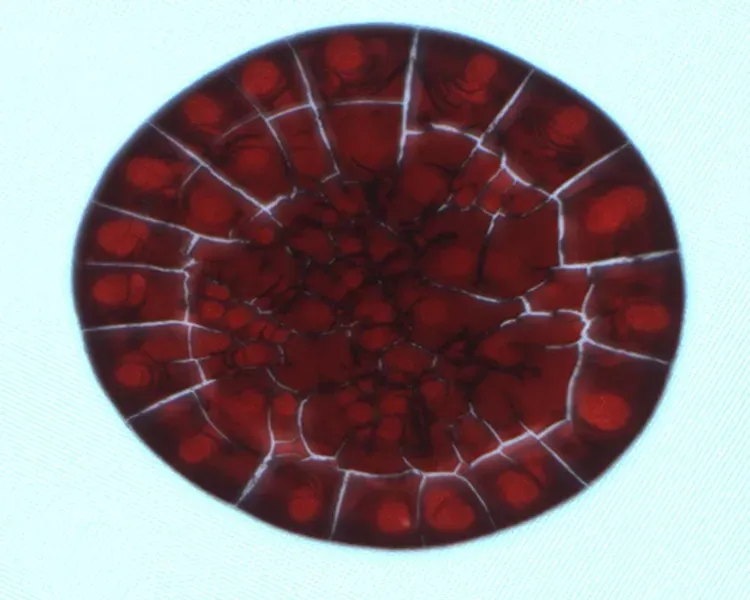 A close up of a red blood droplet