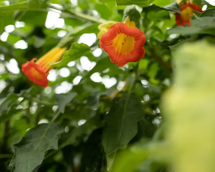 Plants at the Botanic Garden