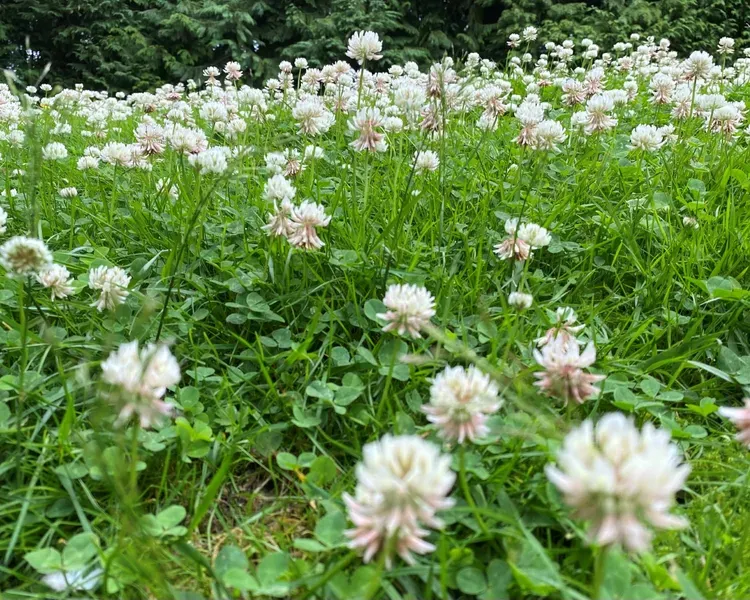 A field of clover.