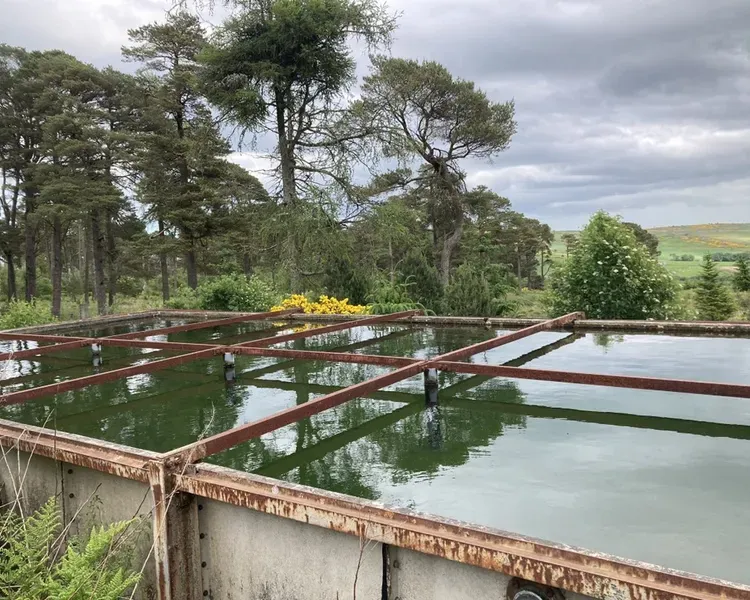 Tank of green water set in a woodland area