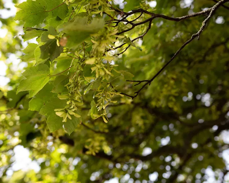 Leaves on a tree
