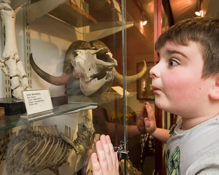 A photo of a very excited young boy on the left, viewing an exhibition item of a skeletonised  cow's forefoot behind glass.