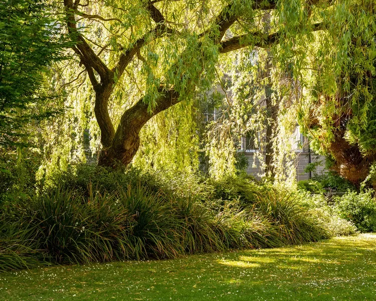 Trees and green space on City Campus