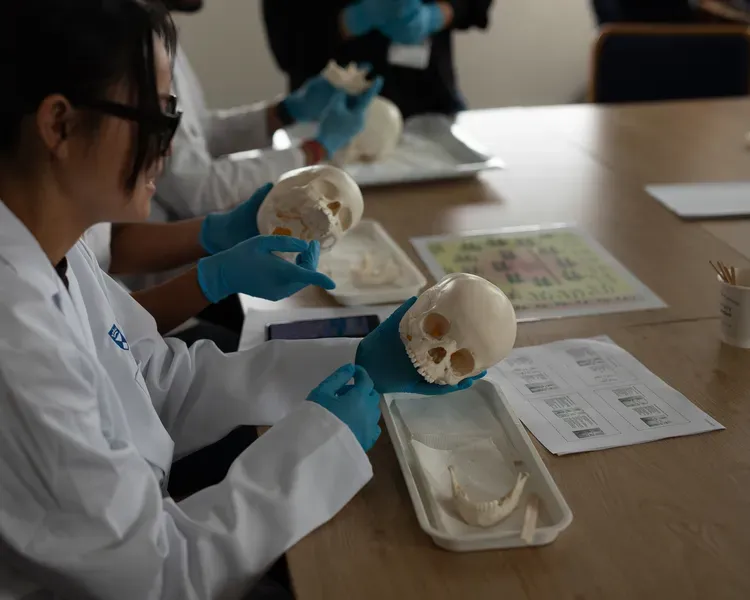 A group of dental students sitting at a table working with skulls in their hands