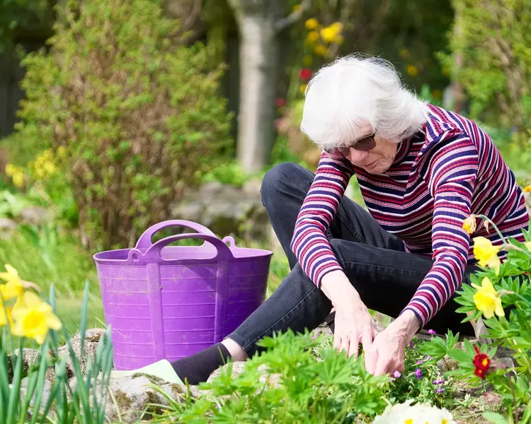 A person sitting on the ground next to daffodils gardening