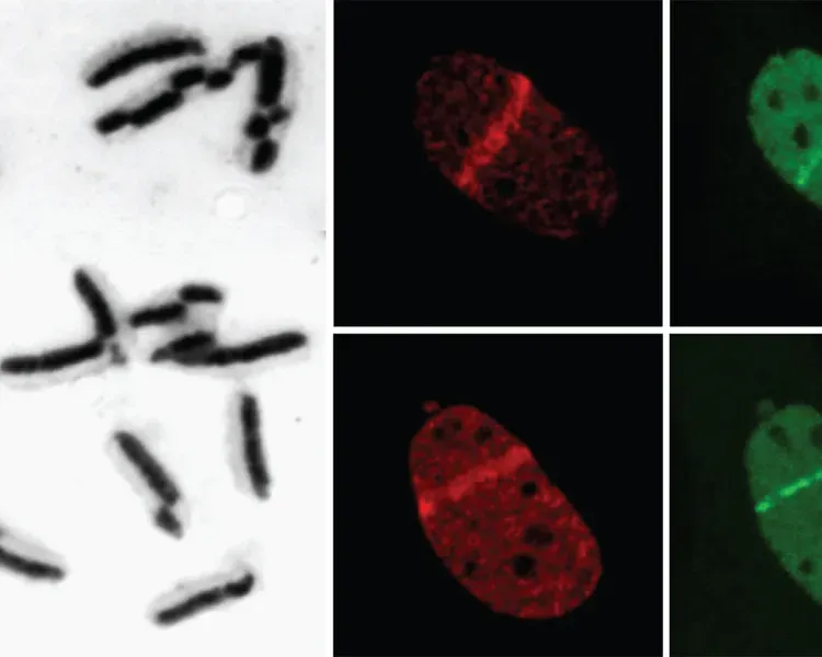 Cells under a microscope