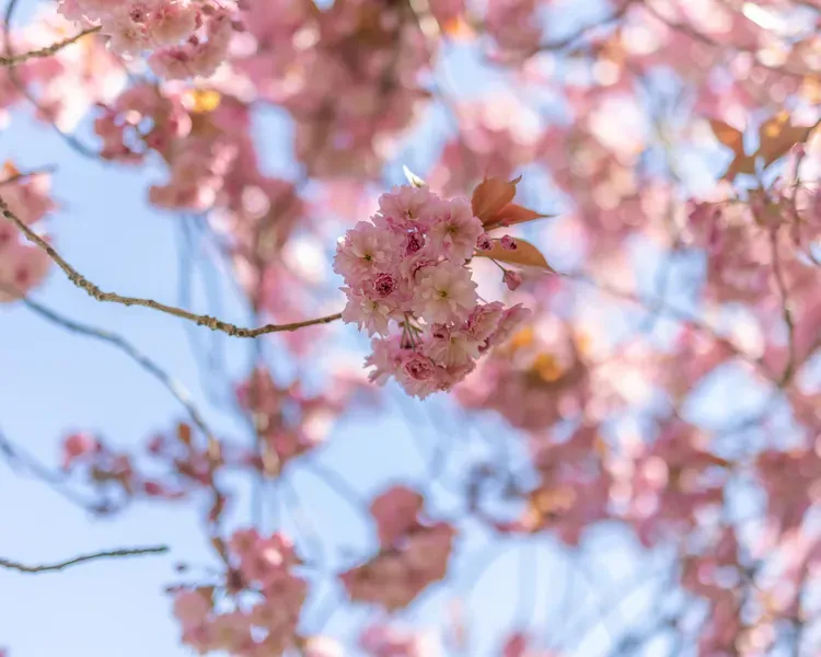 Pink cherry blossom against a blue sky