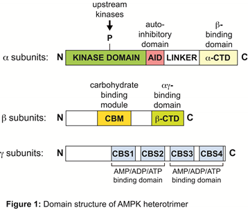 Graphic showing AMPK occurs in essentially all eukaryotes as heterotrimers with catalytic alpha and regulatory beta and gamma subunits