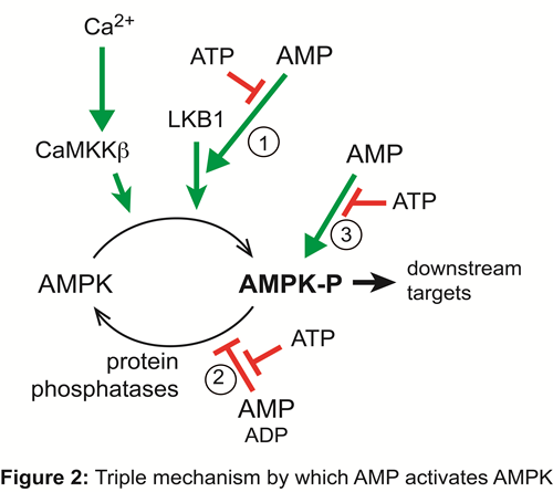 Graphic showing triple mechanism by which AMP activates AMPK