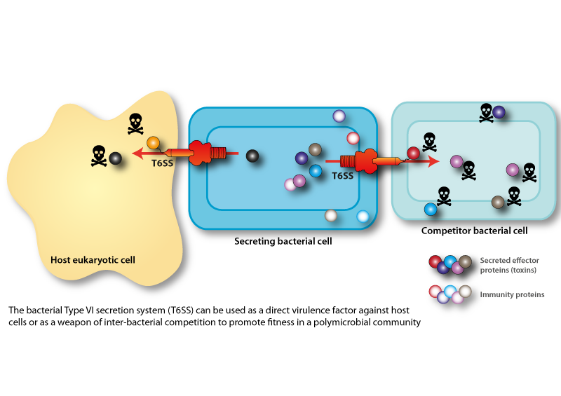 Diagram of Type VI secretion system