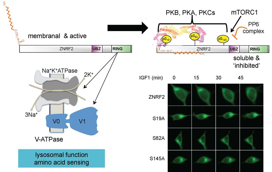 Example of an insulin-regulated 14-3-3–phosphoprotein interaction Carol ZNRF2.jpg