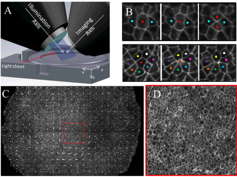  Light sheet microscopy to study tissue dynamics during chick gastrulation