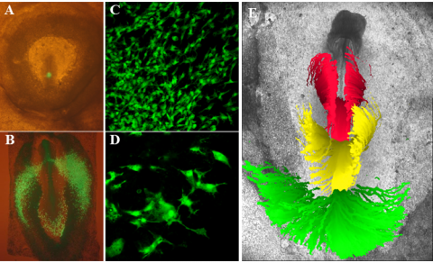 Migration of cells in mesoderm cells during the early stages of gastrulation