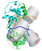 Graphic image of resolution of a four-way DNA (Holliday) junction
