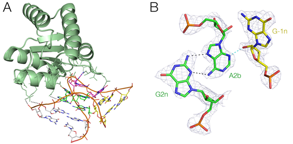 Graphic image of protein recognition of a k-turn structure in RNA