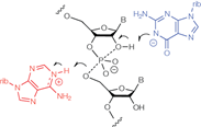 Graphic image of the catalytic mechanism of the hairpin and VS ribozymes