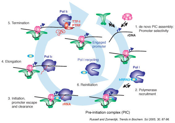 Graphic showing the RNA polymerase I (pol I) transcription cycle