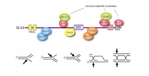 Graphic showing the SLX4 complex: a “molecular Swiss army knife” for DNA repair
