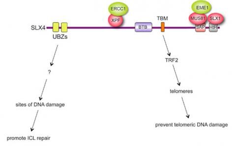 Graphic showing dual, independent modes of SLX4 localization